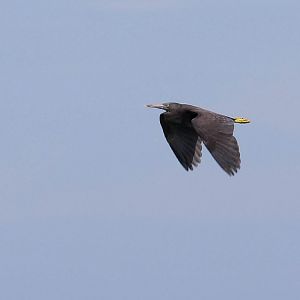 Eastern Reef Heron