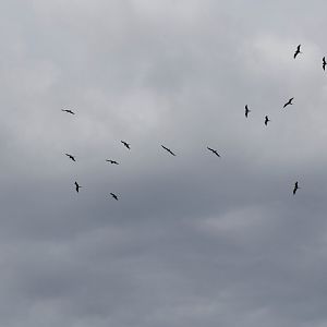 Frigatebirds