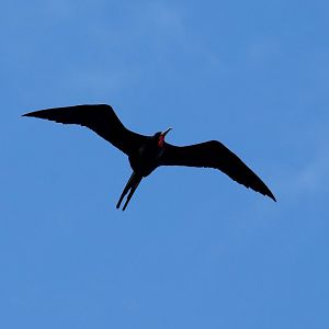 Greater Frigatebird male