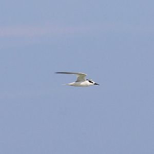 Little Tern