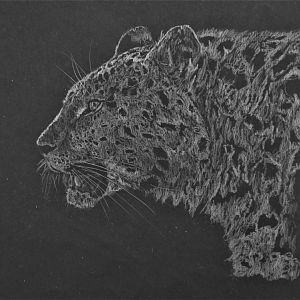 Amur leopard, pencil on black paper A4ish