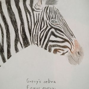 Zebra heads part 2: Grevy's zebra