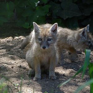 Corsac fox cubs