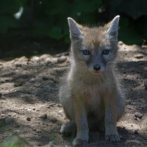 Corsac fox cub