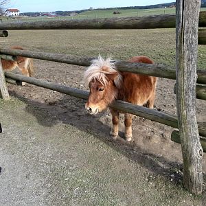 Miniature pony