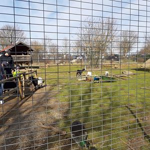 African dwarf Goat, Domestic bunny, Domestic chickens and Blue Indian Peafowl Enclosure
