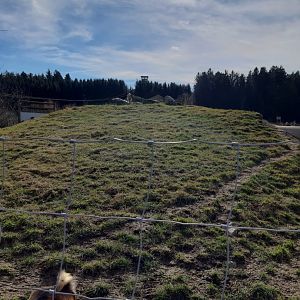 African dwarf Goat Enclosure