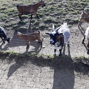 African dwarf Goats