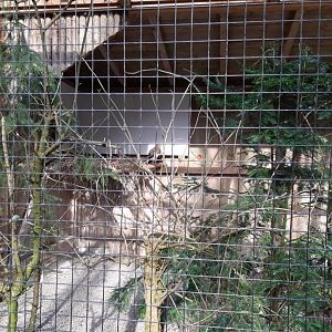 Common buzzard Aviary