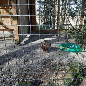 Eurasian Eagle owl Aviary