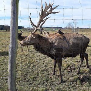European red Deer