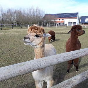 Alpacas and liamas