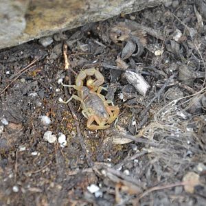 Golden scorpion Buthus occitanus