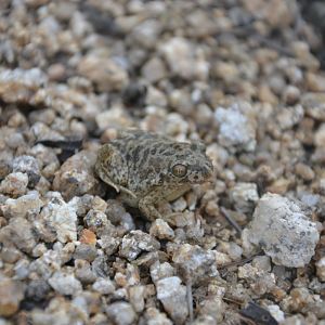 Young Spadefoot Toad Pelobates cultripes