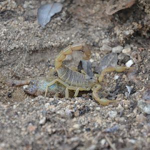 Golden scorpion Buthus occitanus