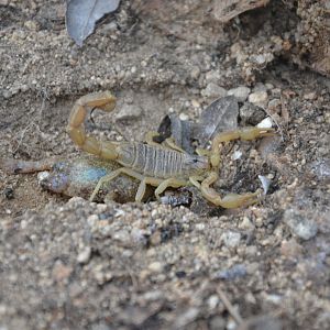 Golden scorpion Buthus occitanus