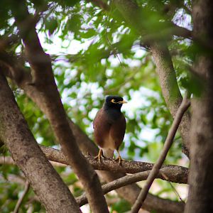 Common Myna (Acridotheres tristis)