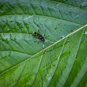 Black and White Ichneumon Wasp  (Anacis sp.)
