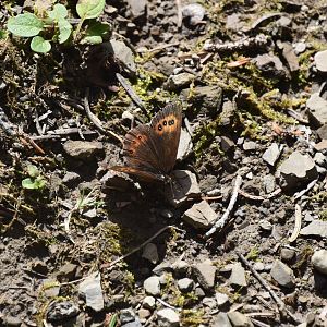 Perhaps a tortoiseshell?