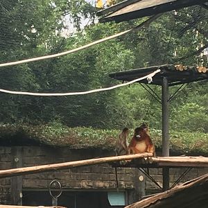 Golden Snub Nosed Monkey cicra.2019