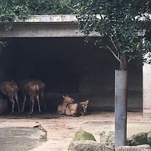 Pere Davids Deer cicra.2019