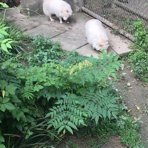 Albino (i think) racoon dogs cicra.2019