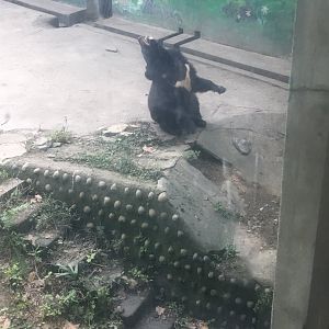 Asiastic Black Bear cicra.2019