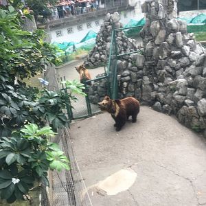 Tibetan Blue bear (i think) cicra.2019