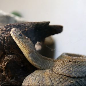 Aruba Island Rattlesnake