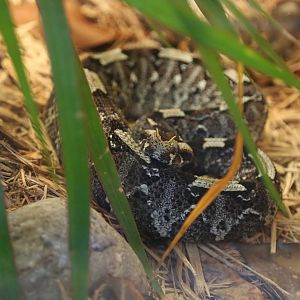 Rhinoceros Viper (Bitis nasicornis)