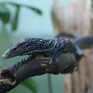 Blue-spotted Tree Monitor (Varanus macraei)