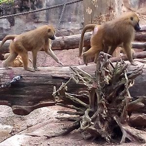 Sphinx baboons