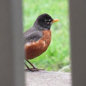 robin