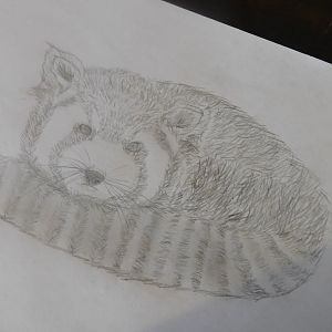 Red Panda