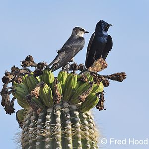 purple martins (sexually dimorphic)