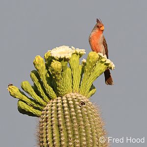 pyrrhuloxia