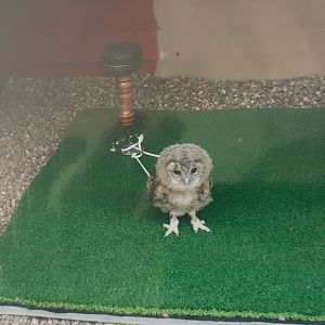 Baby tawny owl