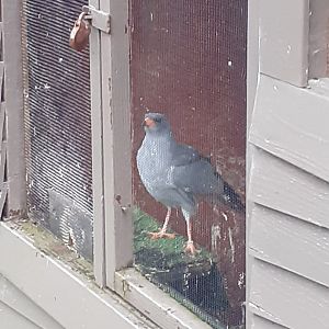 Pale chanting goshawk
