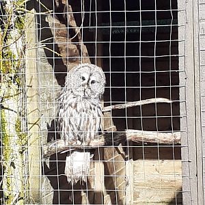 Great grey owl