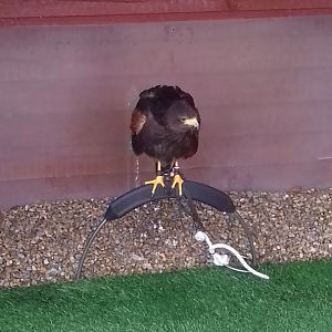 Harris hawk