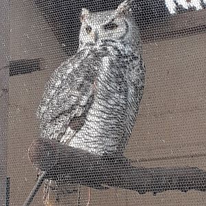 Great horned owl
