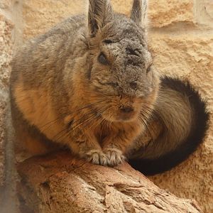 Northern Mountain Viscacha (Lagidium peruanum) at Tierpark Schönebeck - 8 September 2018