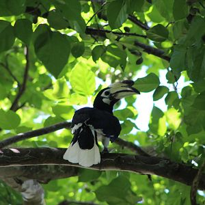 Oriental Pied Hornbill