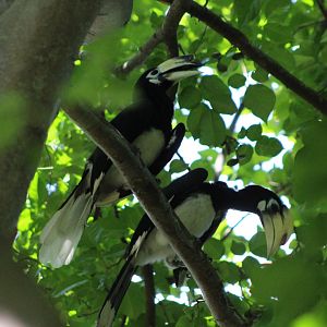Oriental Pied Hornbill