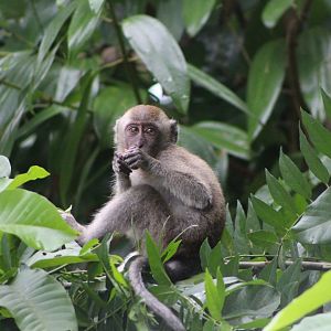 Long-tailed Macaque
