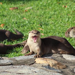 Smooth-coated Otter