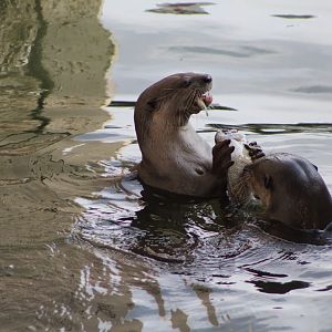 Smooth-coated Otter