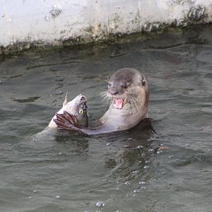 Smooth-coated Otter