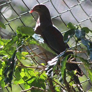 Red-billed Pigeon