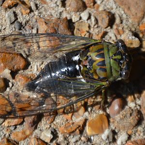 Insect ID (Chicago, Summer 2018)